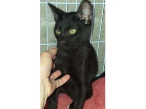 Gato raça Srd idade 2 a 6 meses nome Ônix