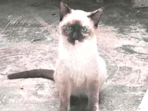 Gato raça - idade 2 a 6 meses nome Ophelia