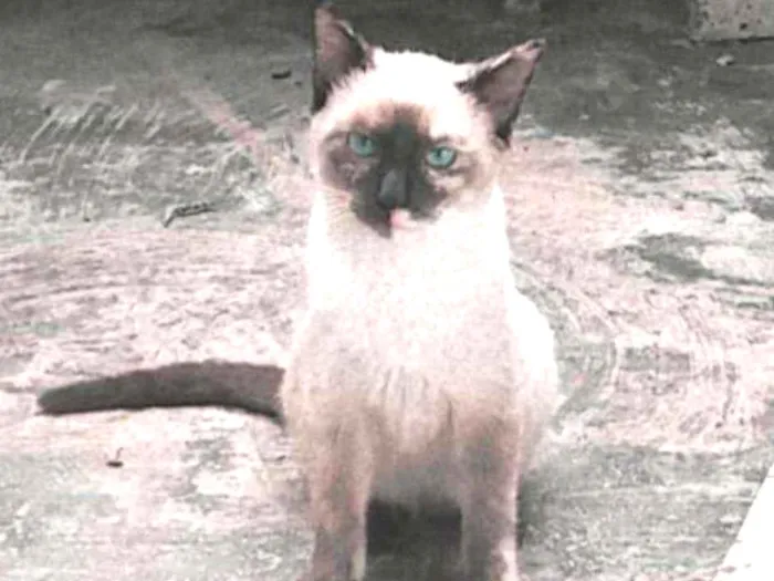 Gato ra a - idade 2 a 6 meses nome Ophelia