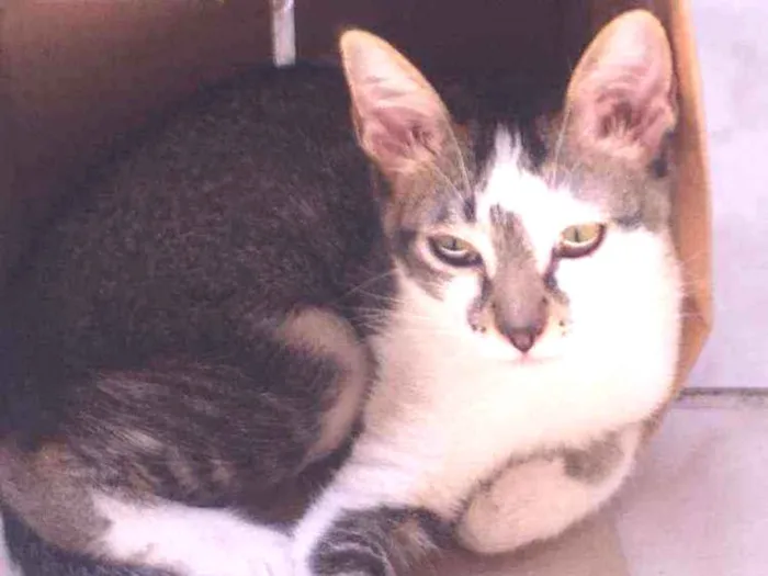 Gato raça Srd idade 2 a 6 meses nome Biel