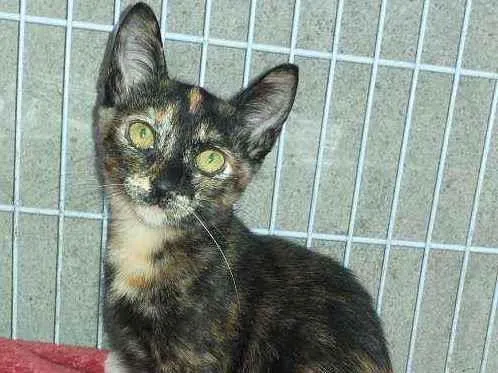 Gato raça Srd idade 2 a 6 meses nome Mel