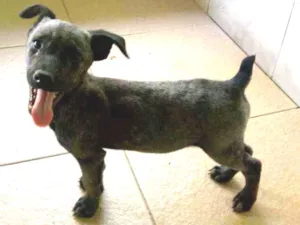 Cachorro raça SRD idade 2 a 6 meses nome Lilith