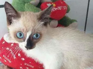 Gato raça Srd idade 2 a 6 meses nome Léo