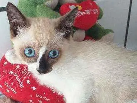 Gato raça Srd idade 2 a 6 meses nome Léo