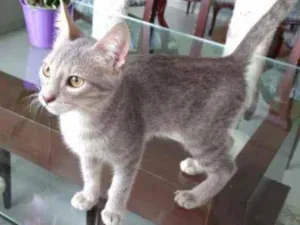 Gato raça S.R.D. idade 2 a 6 meses nome Grey
