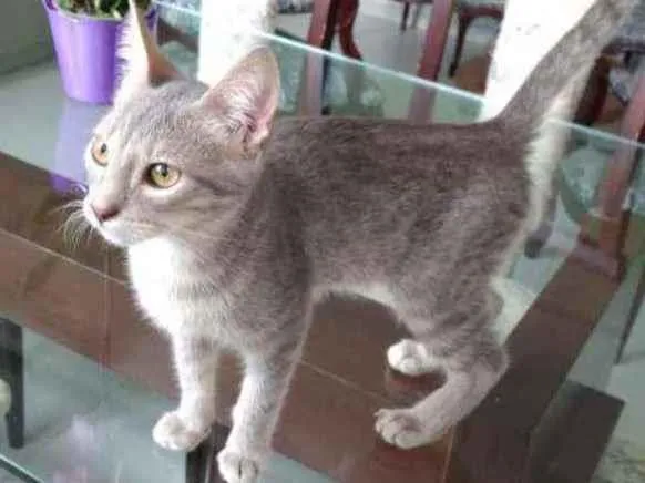 Gato ra a S.R.D. idade 2 a 6 meses nome Grey