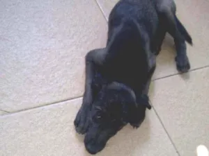 Cachorro raça SRD idade 2 a 6 meses nome Lion