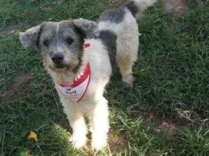 Cachorro raça SRD idade 3 anos nome Ralph