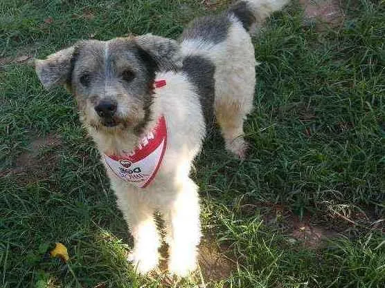 Cachorro raça SRD idade 3 anos nome Ralph