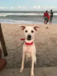 Amora