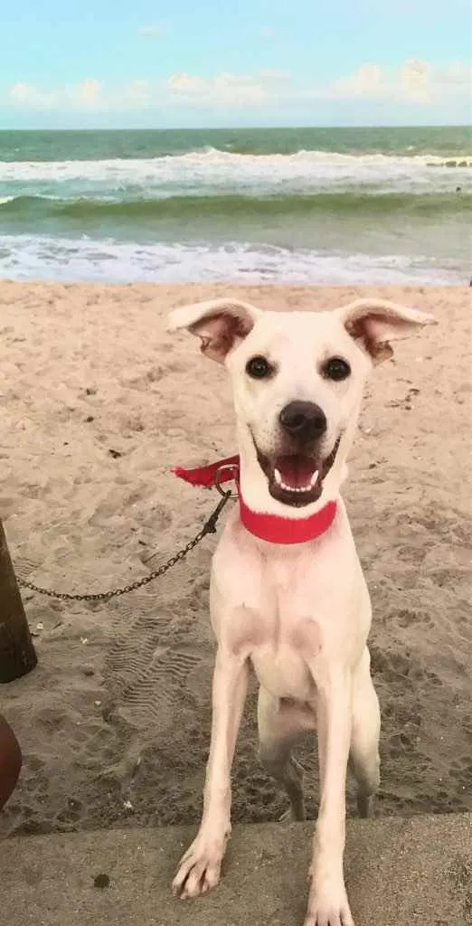 Cachorro ra a Misturada  idade 1 ano nome Amora 