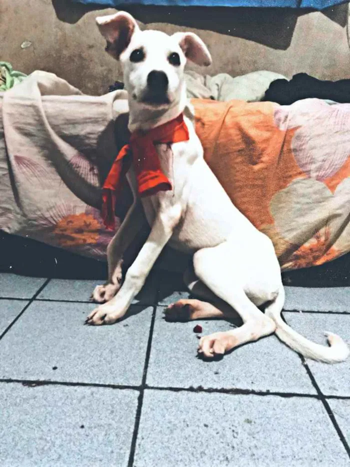 Cachorro ra a Misturada  idade 1 ano nome Amora 