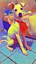 Amora