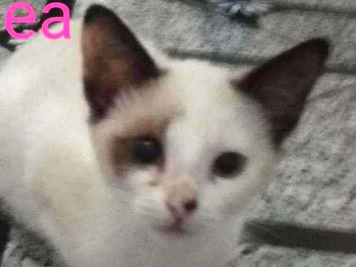 Gato raça Srd idade 2 a 6 meses nome Alice