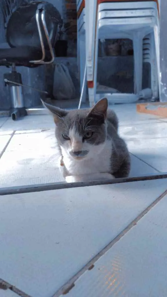 Gato ra a  idade 2 a 6 meses nome Tomás 