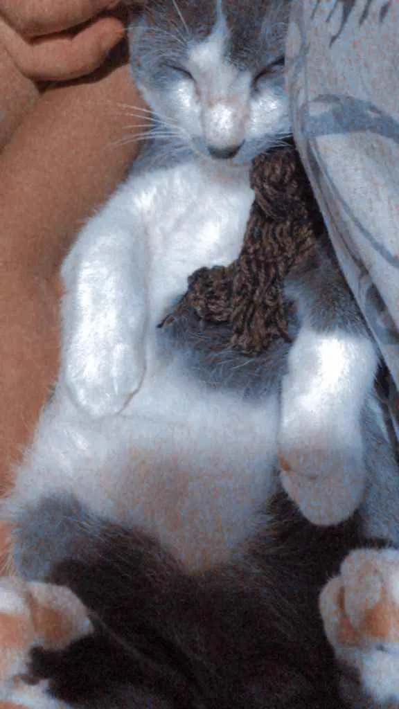 Gato ra a  idade 2 a 6 meses nome Tomás 