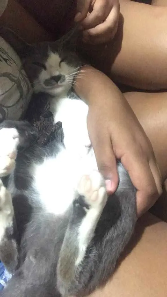 Gato ra a  idade 2 a 6 meses nome Tomás 