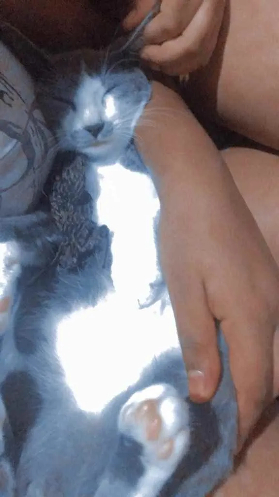 Gato ra a  idade 2 a 6 meses nome Tomás 