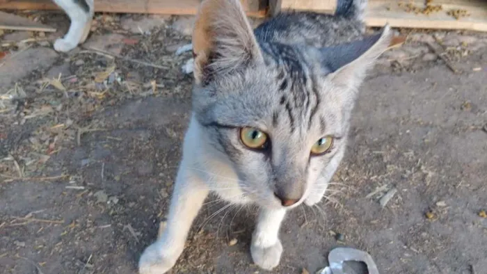 Gato raça Indefinida idade 7 a 11 meses nome Nick