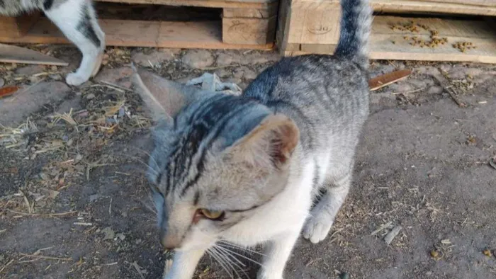 Gato raça Indefinida idade 7 a 11 meses nome Nick
