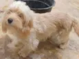 Bela