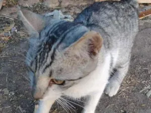 Gato raça Indefinida idade 7 a 11 meses nome Nick