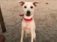 Amora 