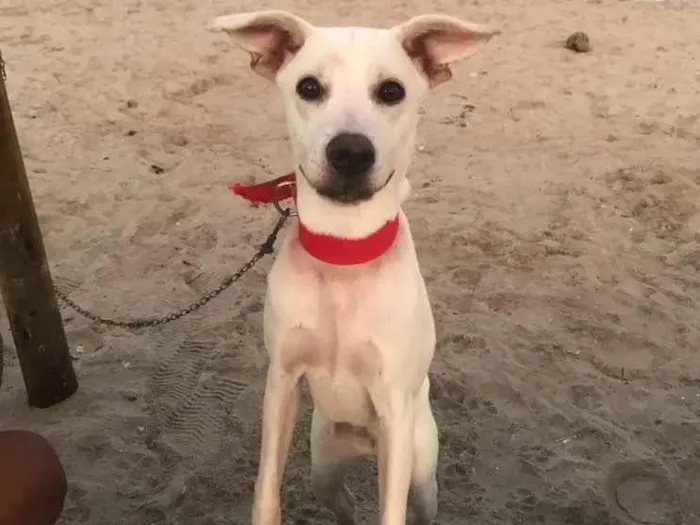 Cachorro ra a Misturada  idade 1 ano nome Amora 