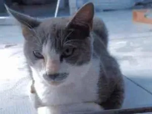 Gato raça  idade 2 a 6 meses nome Tomás 
