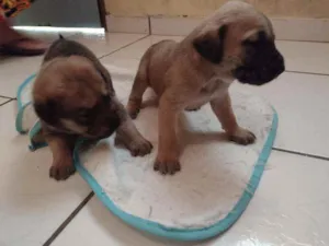 Cachorro raça mestiços idade 2 a 6 meses nome NENENS
