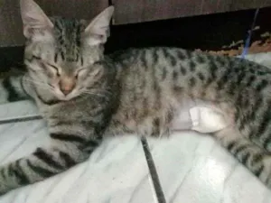 Gato raça Sem raça  idade 2 a 6 meses nome Teo,Rapunzel,magrelo