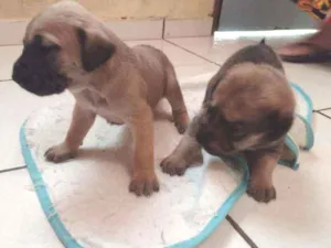 Cachorro raça mestiços idade 2 a 6 meses nome NENENS