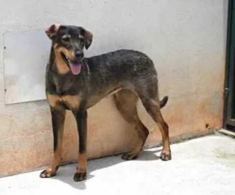 Cachorro raça Vira lata  idade 1 ano nome Mary