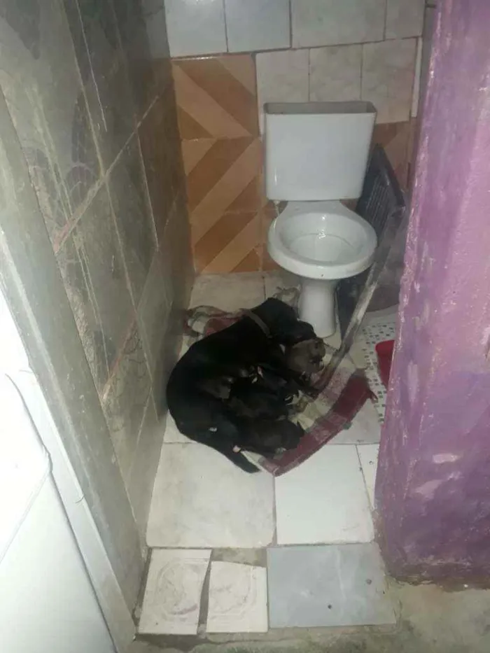 Cachorro raça Viralata idade 2 anos nome Bela e seus  filhote