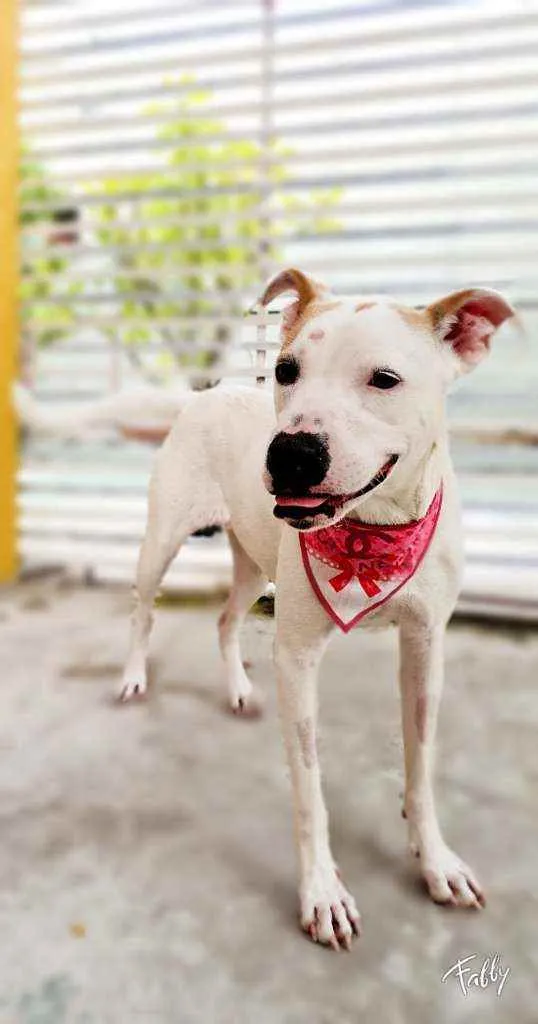 Cachorro raça Mestiça Pit Bull idade 1 ano nome LILA