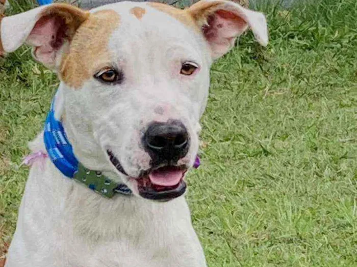 Cachorro raça Mestiça Pit Bull idade 1 ano nome LILA