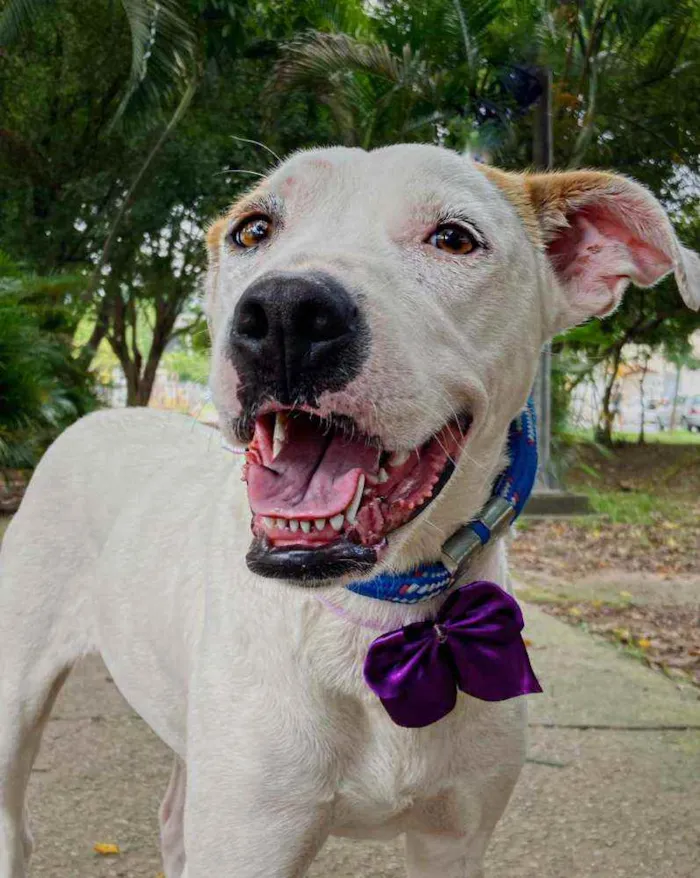 Cachorro raça Mestiça Pit Bull idade 1 ano nome LILA