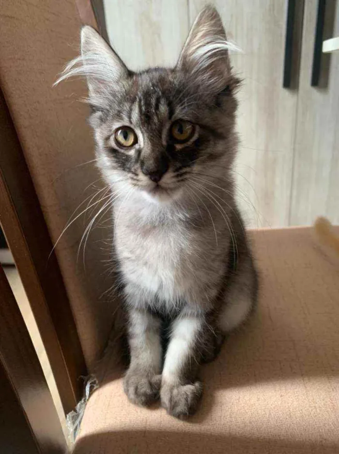 Gato raça SRD idade 2 a 6 meses nome Kim