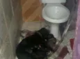 Bela e seus  filhote