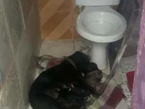 Cachorro raça Viralata idade 2 anos nome Bela e seus  filhote