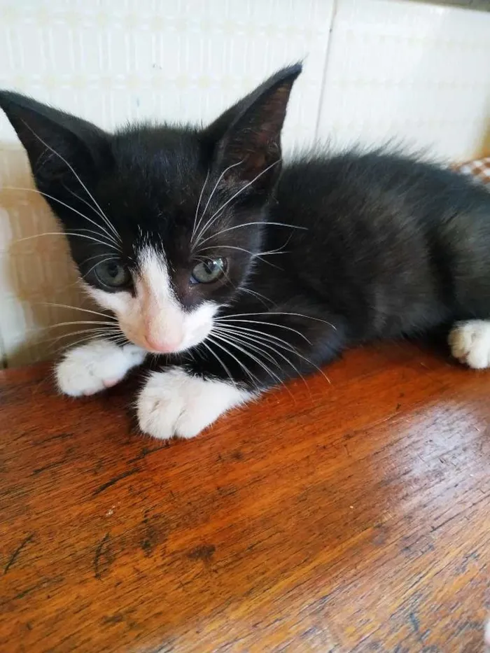 Gato ra a sem raça definida idade Abaixo de 2 meses nome Woody
