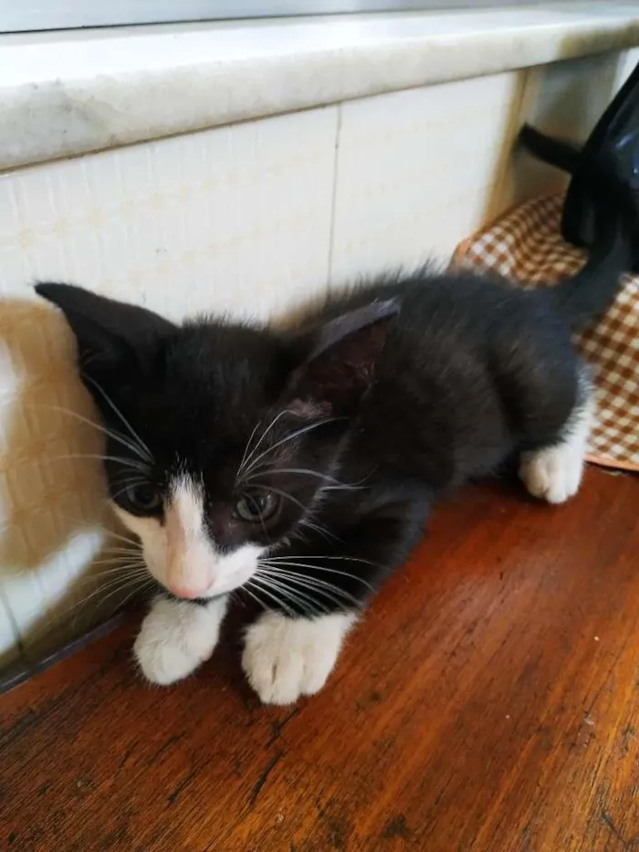 Gato ra a sem raça definida idade Abaixo de 2 meses nome Woody