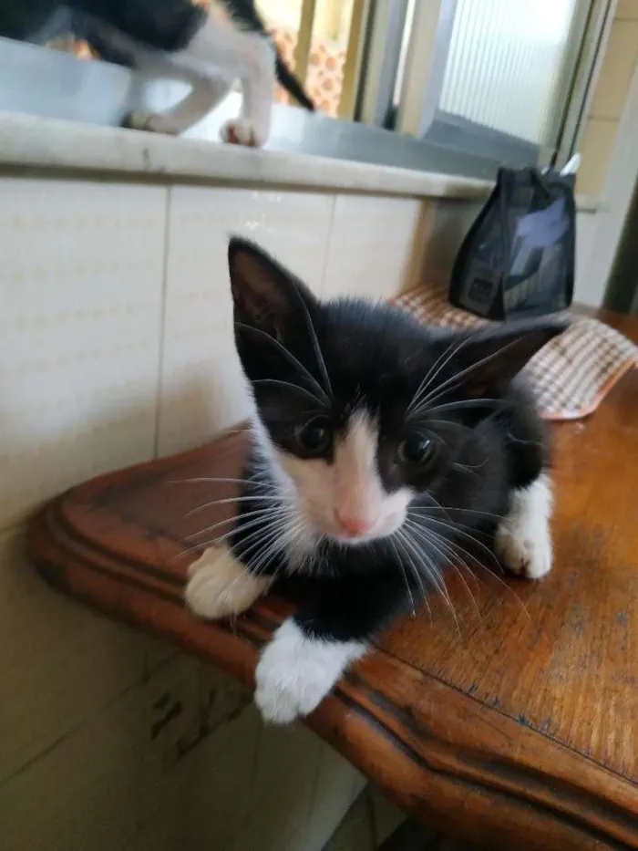 Gato ra a sem raça definida idade Abaixo de 2 meses nome Woody