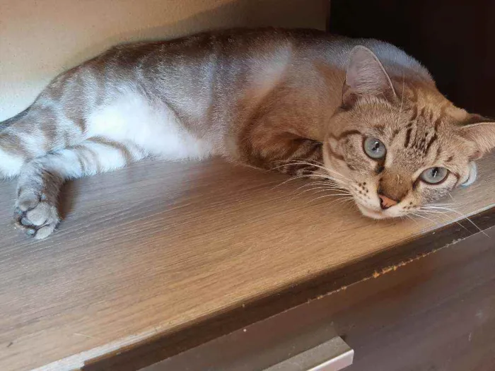 Gato raça  idade 2 anos nome Marie 