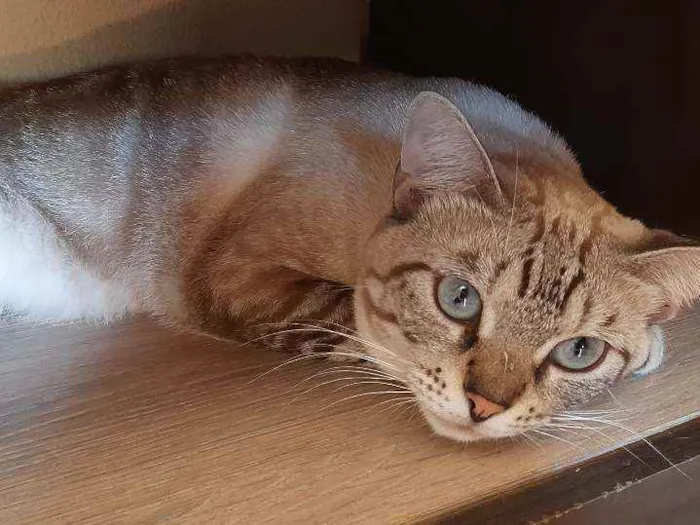 Gato raça  idade 2 anos nome Marie 