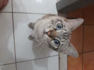 Gato raça  idade 2 anos nome Marie 
