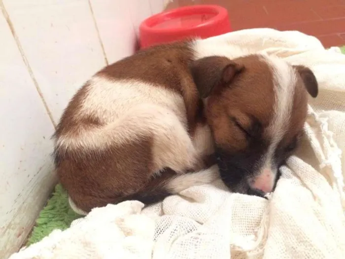 Cachorro ra a Desconhecida idade Abaixo de 2 meses nome Sem nome
