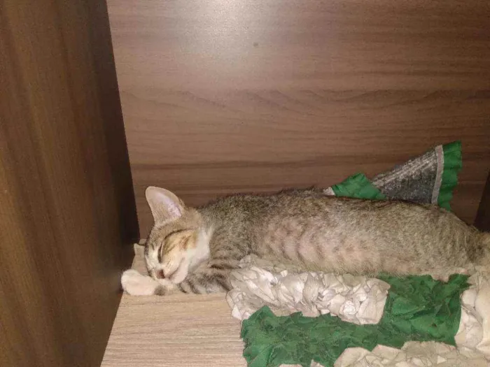 Gato raça  idade 7 a 11 meses nome Costela 