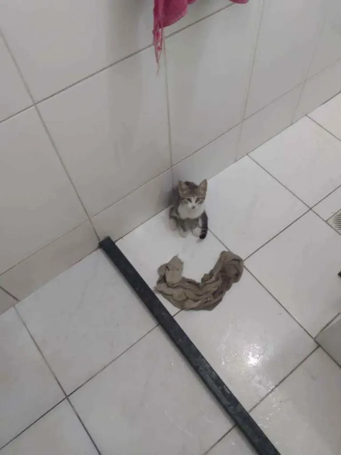 Gato raça  idade 7 a 11 meses nome Costela 