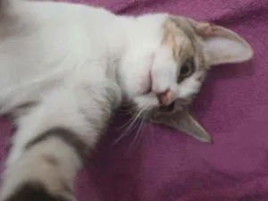 Gato raça  idade 7 a 11 meses nome Costela 